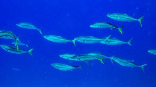 Product for fisheries 水産