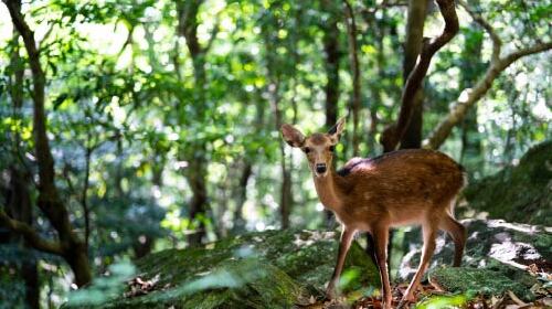 Product for farmer 鳥獣害対策