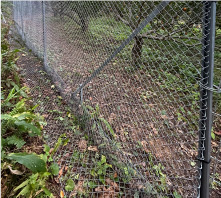 アマミノクロウサギ 用